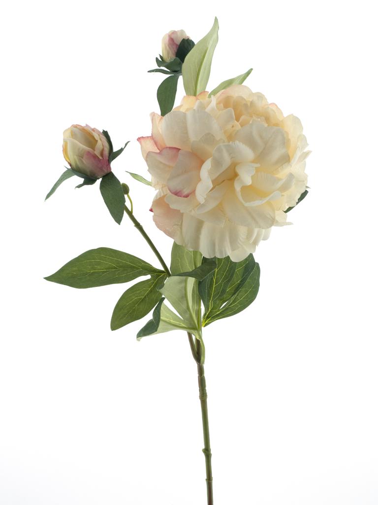 Pivoňka  - Paeonia 'Sango' krémová V66 cm