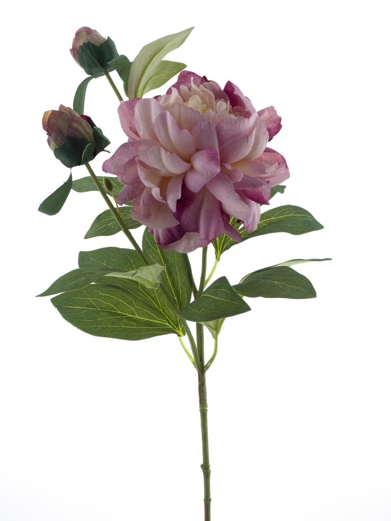 Pivoňka  - Paeonia 'Sango' růžová V66 cm