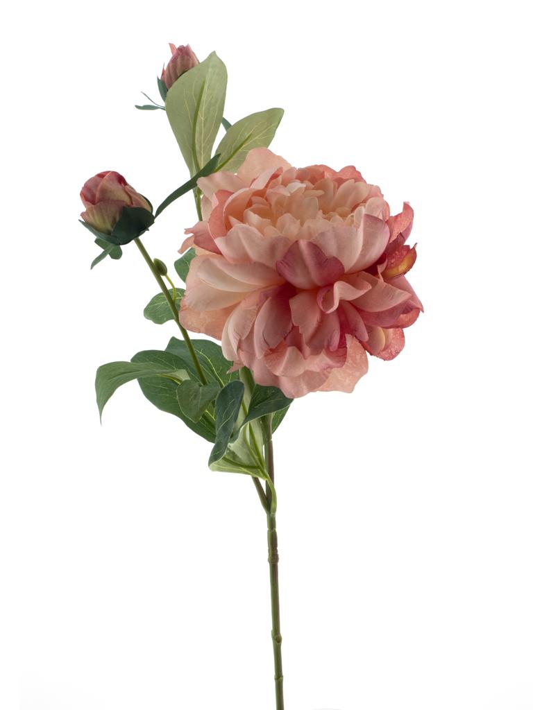 Pivoňka  - Paeonia 'Sango' starorůžová V66 cm