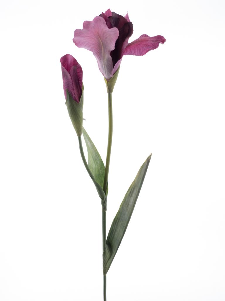 kosatec červený V74 cm