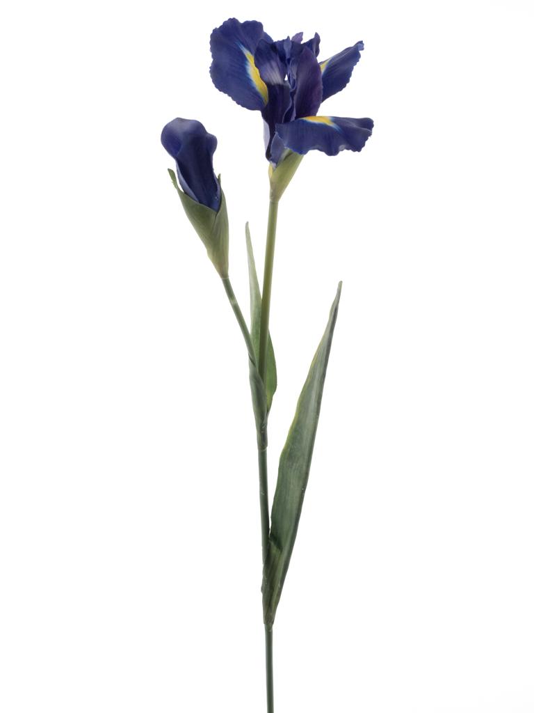 kosatec modrý V74 cm