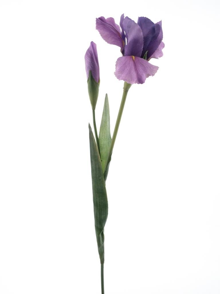 kosatec fialový V74 cm