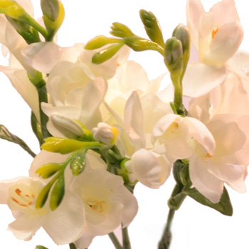 Freesia bundle x6 kremova 46 cm