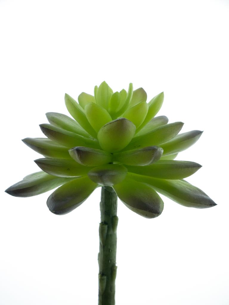 Echevérie - Dužnatka zelená V13 cm