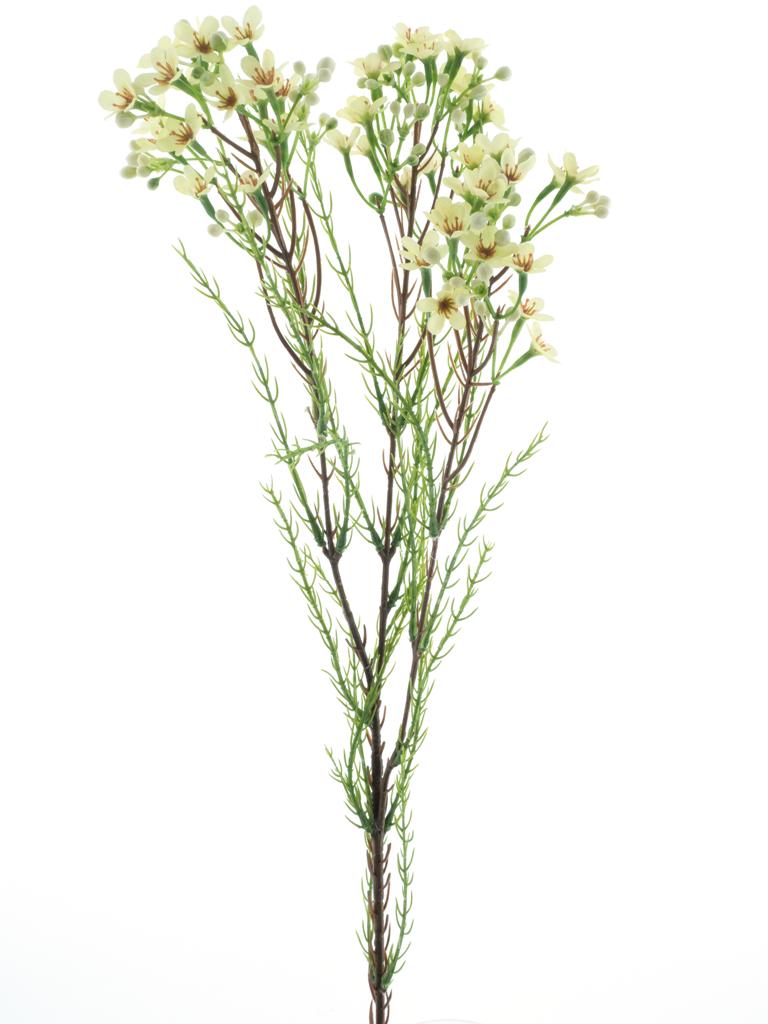 Opuč - Chamelaucium krémová V78 cm