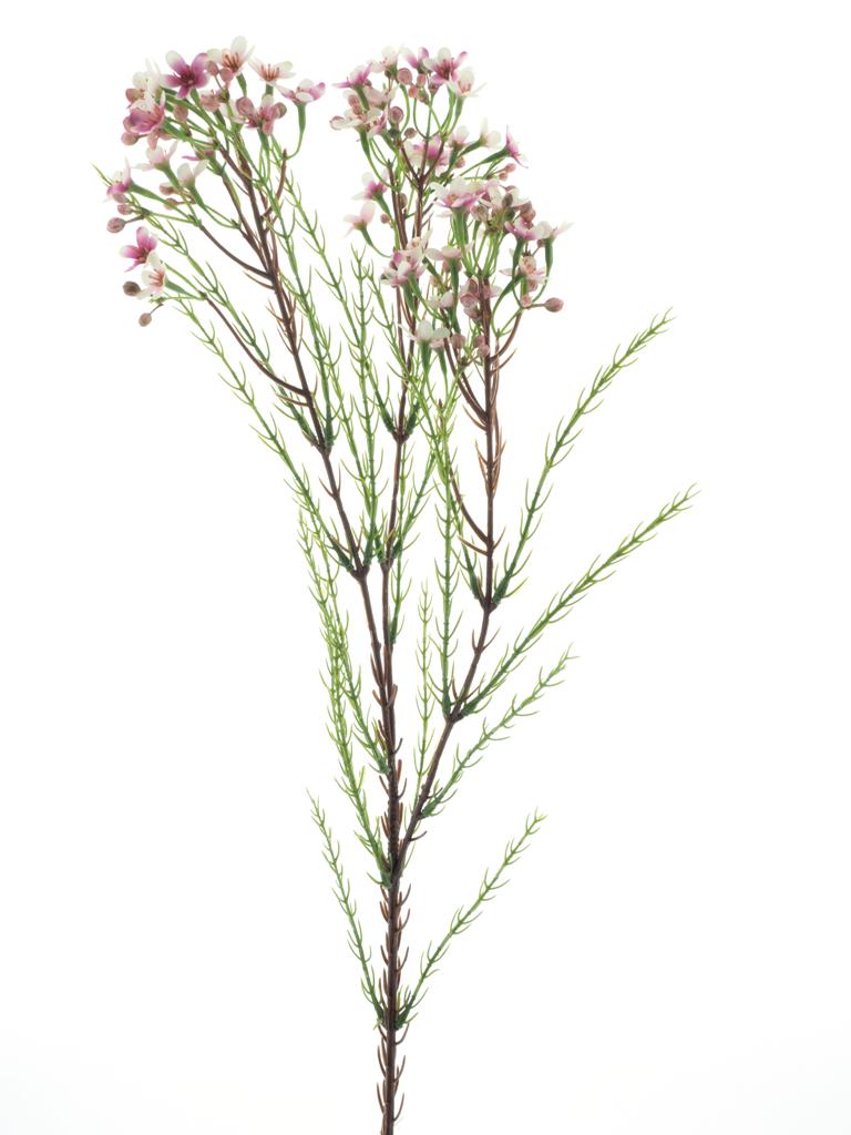 Opuč - Chamelaucium růžová V78 cm