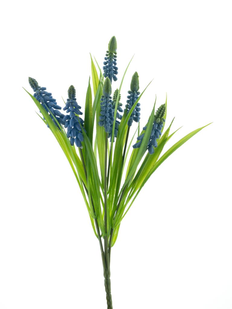 modřenec (muscari) keř modrý V31 cm