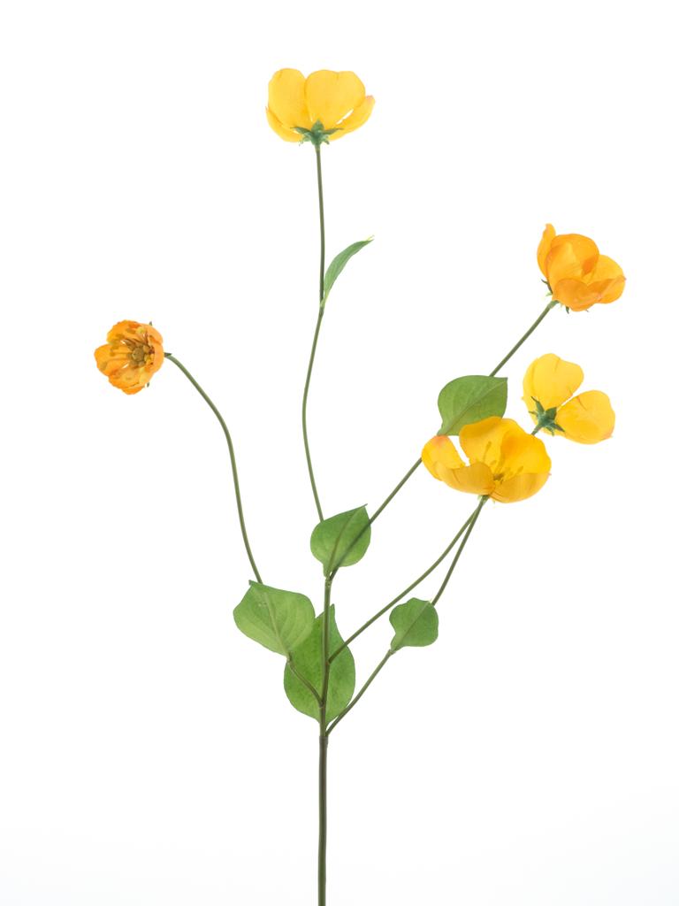 Odule - Melastoma zlutá V76 cm