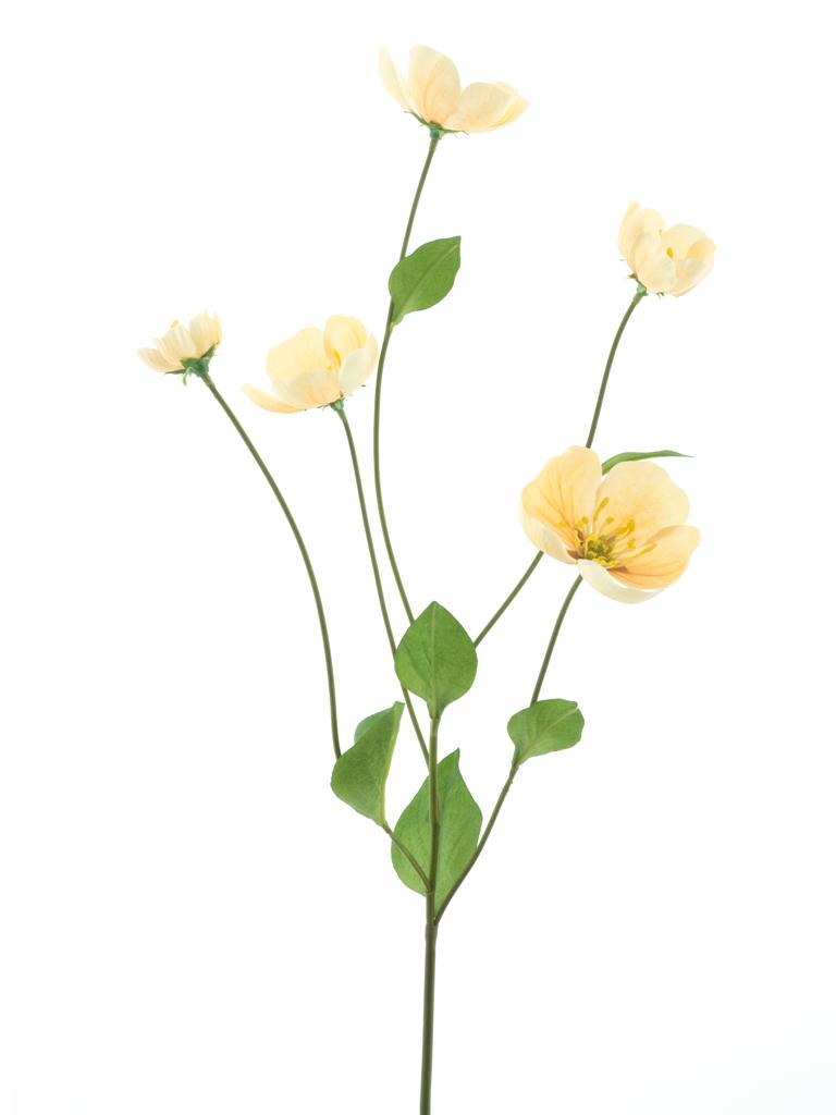 Odule - Melastoma oranžová (peach)  V76 cm