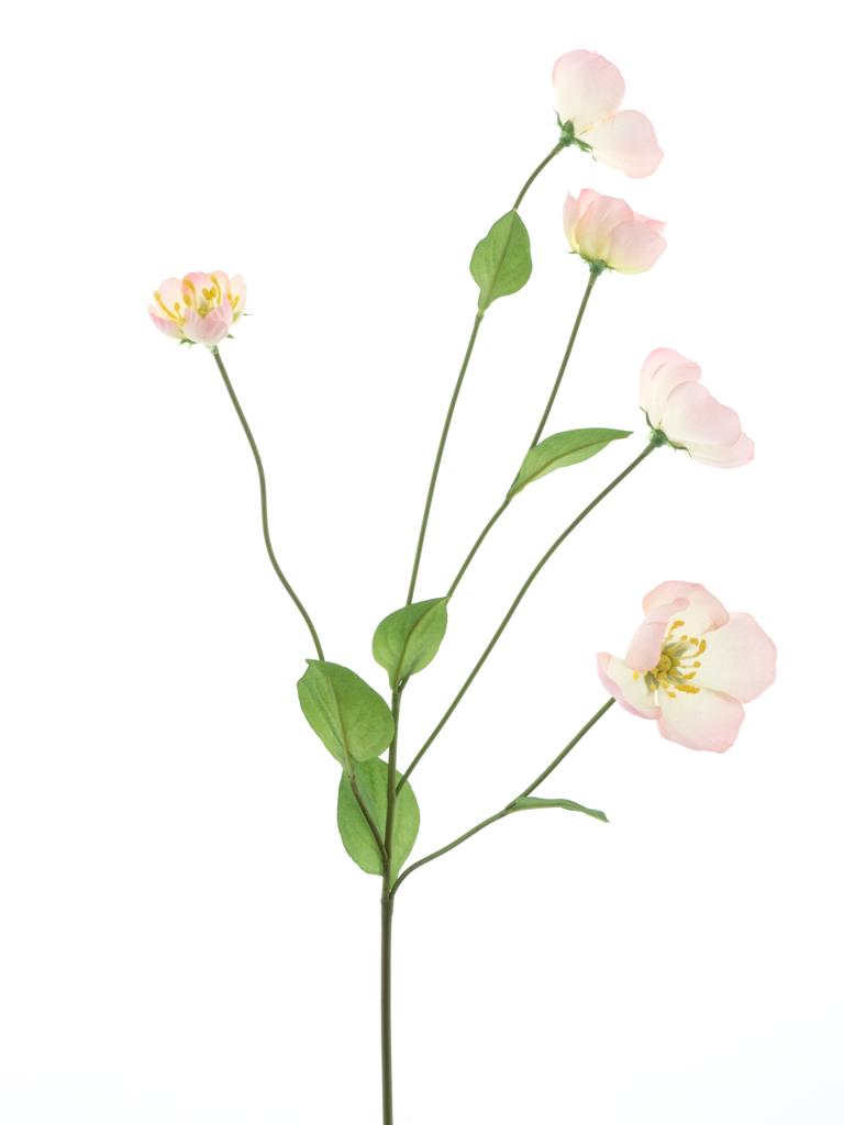 Odule - Melastoma růžová V76 cm