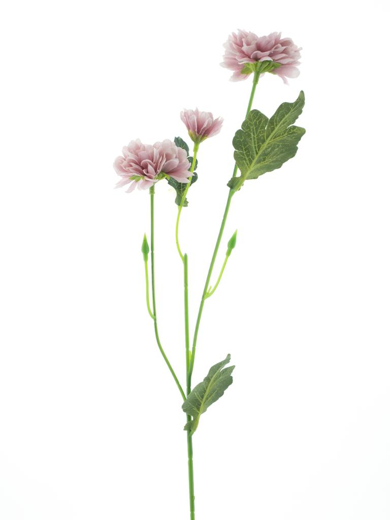 Listopadka Chrysantéma růžová (mauve) V58 cm