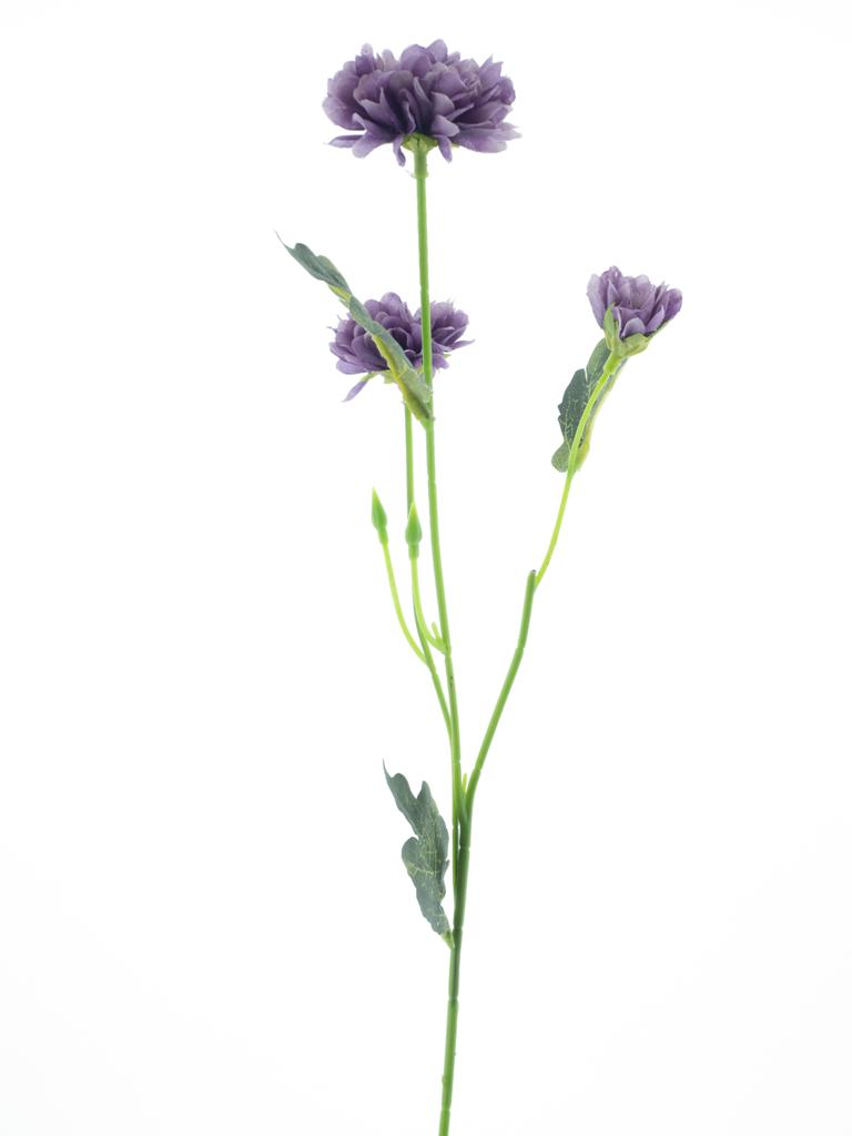 Listopadka Chrysantéma fialová  V58 cm