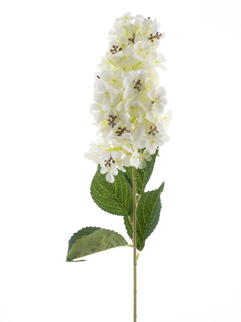 Šeřík - Syringa 'Luca' krémová V83 cm