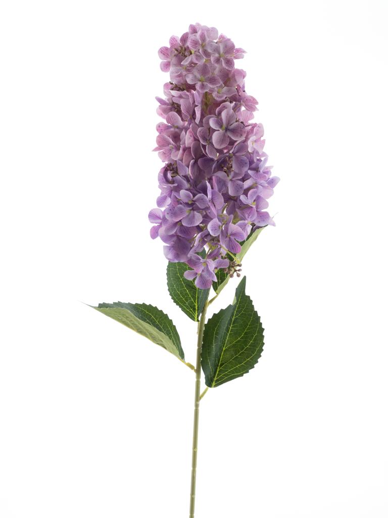 Šeřík - Syringa 'Luca' mauve V83 cm