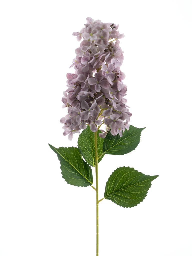 Šeřík - Syringa 'Luca' fialová (lavender) V83 cm