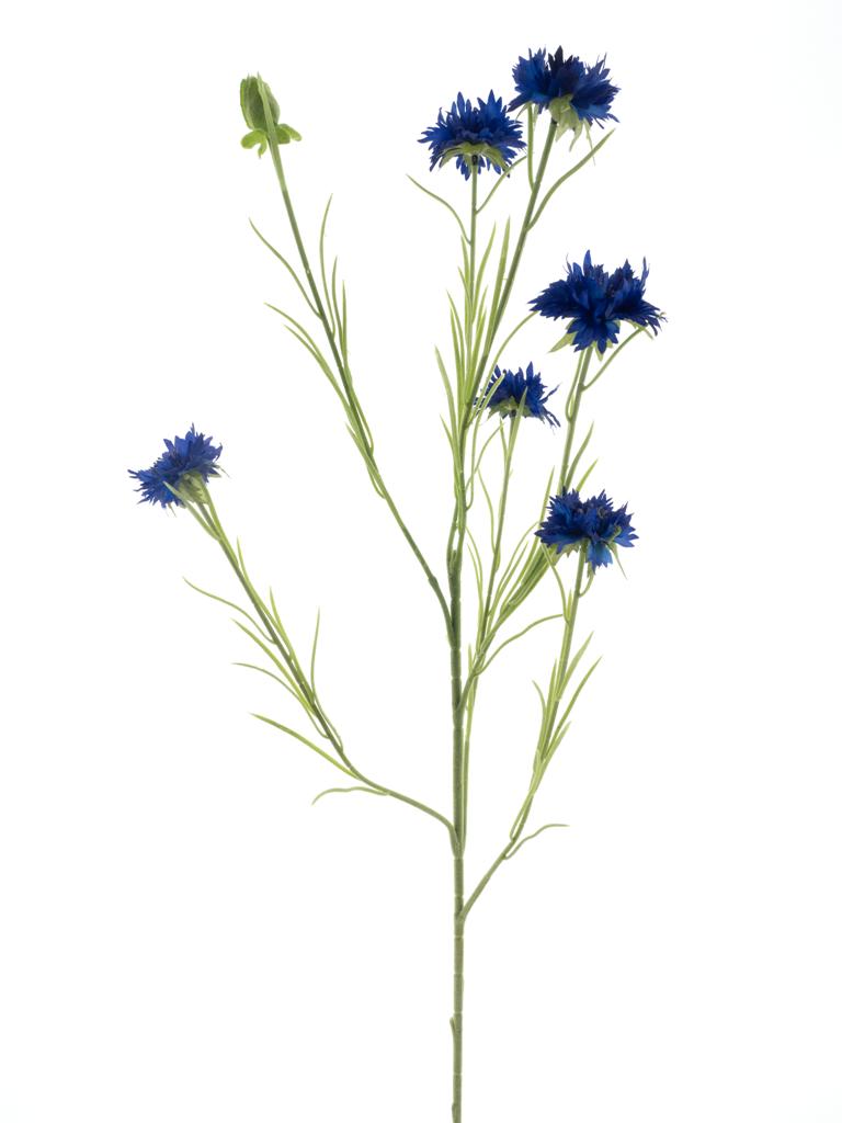 Chrpa - Centaurea 'James' tmavomodrá V90 cm