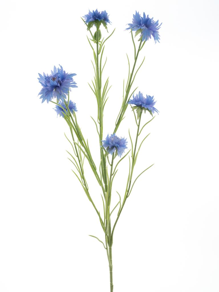 Chrpa - Centaurea 'James' modrá V90 cm