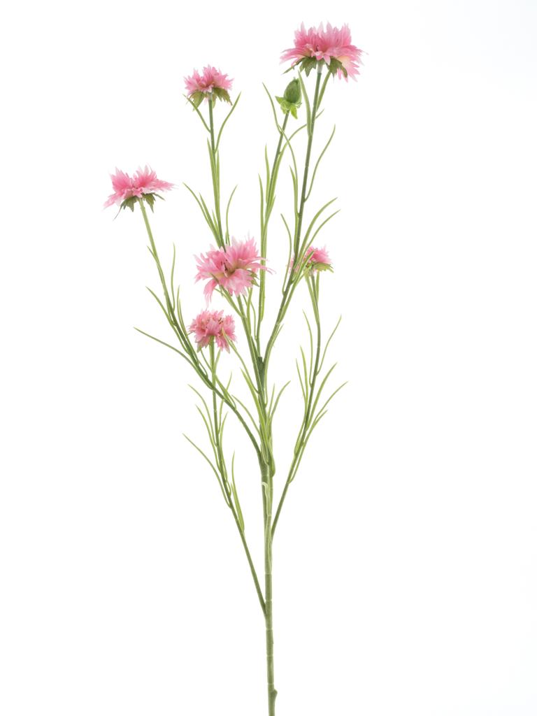 Chrpa - Centaurea 'James' růžová V90 cmm