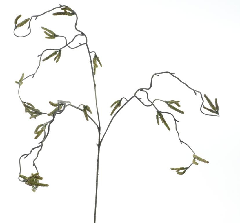 Líska (Corylus) zelená V68 cm
