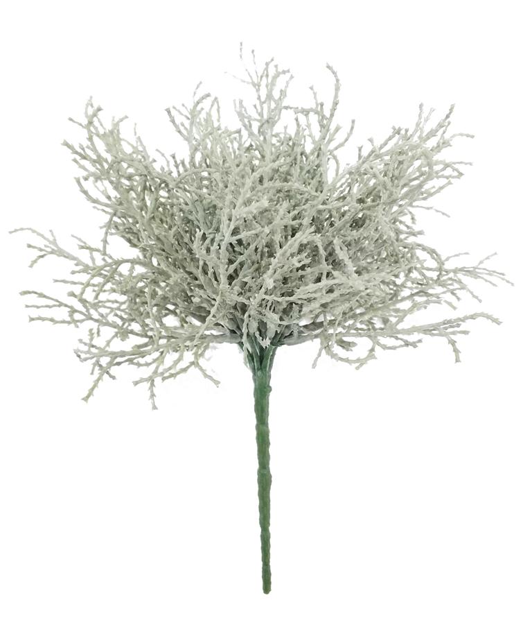 Svatolina rostlina šedá V25 cm