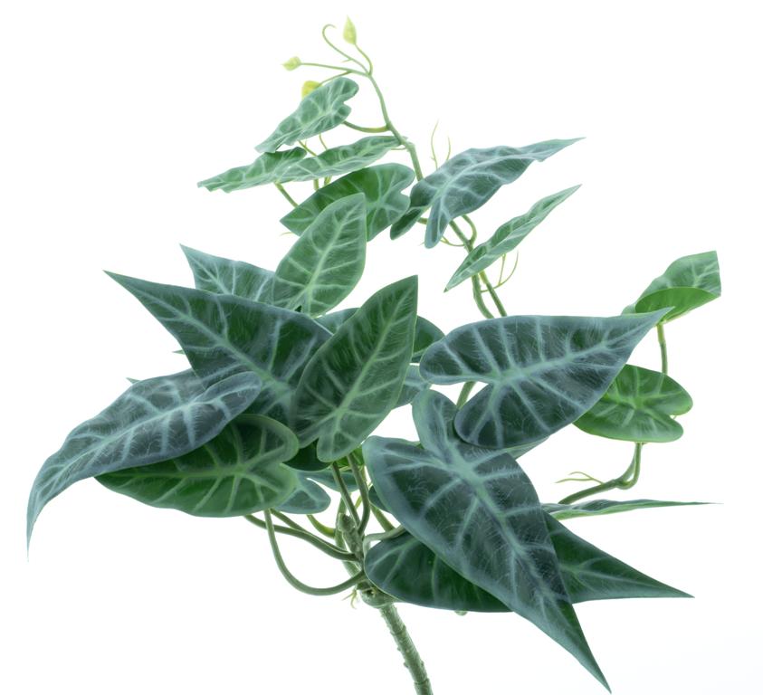 zavěsná Alokázie zelená V55 cm