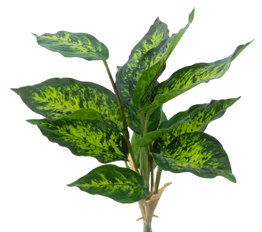 Difenbachie rostlina zelená/zlutá V41 cm