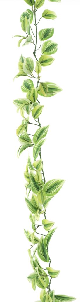 Voděnka - Tradescantia girlanda krémová/zelená délka 170 cm