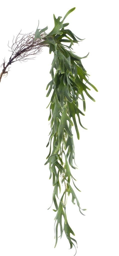 Kapradina zavěsná 'Staghorn zelená délka 104 cm