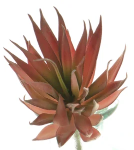 Agáve - Agave červená V18 cm