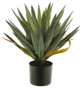 Juka - Yucca v květináči V50 cm
