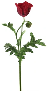 Mák (poppy) 'Sara' červený V 102 cm