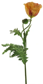 Mák (poppy) 'Sara' oranžový V 102 cm