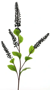 Líčidlo - Phitolacca 'Balou'  černé/fialové V98 cm