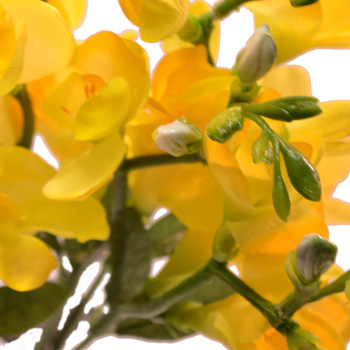 Frézie - Freesia svazek x 6 fialová (lavender) 46 cm