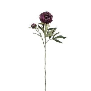 Pivoňka - Paeonia fialová V66 cm