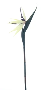 Malá strelície krémovo-fialová 84 cm