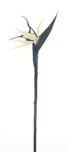 Strelície „RT Cathy“ krémovo-fialová 58 cm