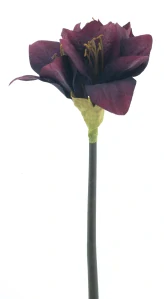 Amarylka větvička „Moonshine“ vínová 52 cm