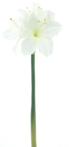 Amarylka větvička „Rabat“ krémová 40 cm