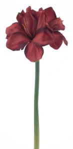 Amarylka větvička „Rabat“ červená 40 cm