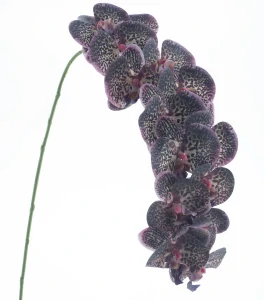 Orchidej Phalaenopsis větvička „RT Bensa“ fialová 111 cm