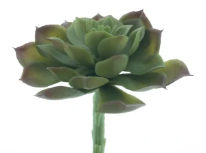 Sukulent „Aeonium Guanita“ zelený 14 cm