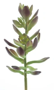 Sukulent „Sinocrassula Guanita“ červeno-zelený 20 cm