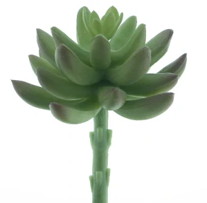 Sukulent „Guanita“ zelený 13 cm