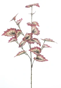 Begonie „Rex“ větev červená 60 cm
