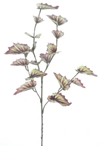 Begonie „Rex“ větvička fialová 60 cm