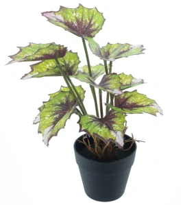 Begonie „Rex“ v květináči zelená 25 cm