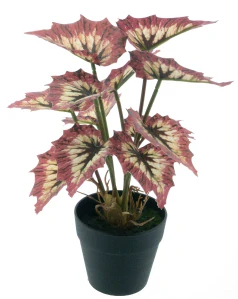 Begonie „Rex“ v květináči červená 25 cm