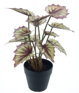 Begonie „Rex“ v květináči růžová 25 cm