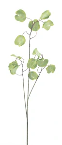 Eukalyptus „Silver dollar“ větev „Lalu“ zelená 93 cm